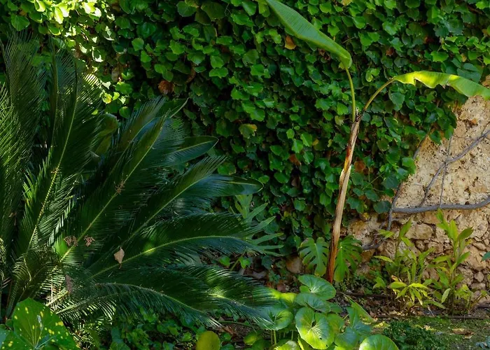 Svega * ريثيمنو